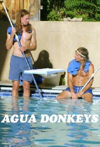 Agua Donkeys